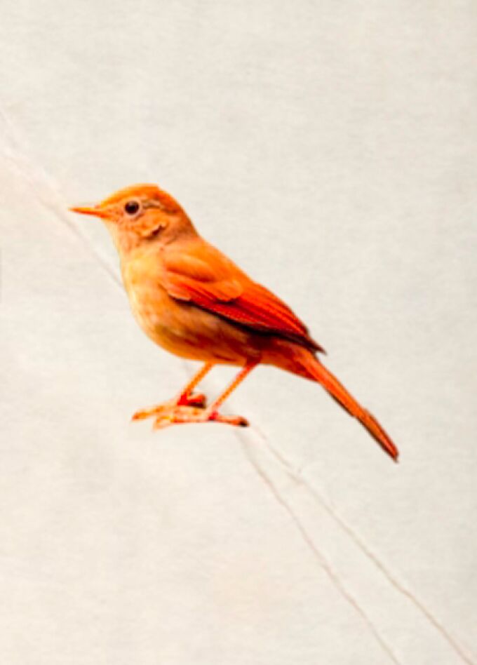 Любимые женщины Есенина. Исповедь соловья